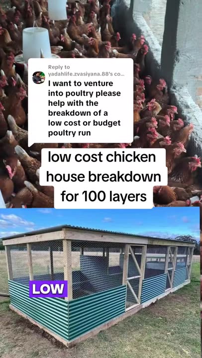 Replying to @yadahlife.zvasiyana.88 Low cost chicken house breakdown for 100 layer chickens. Note prices i used in this video are based on my location so substitute them with the ones in your area #poultryfarming #zimtiktokers🇿🇼🇿🇼🇿🇼 #khumspoultry #zimuk🇬🇧🇿🇼 #khumspoultry