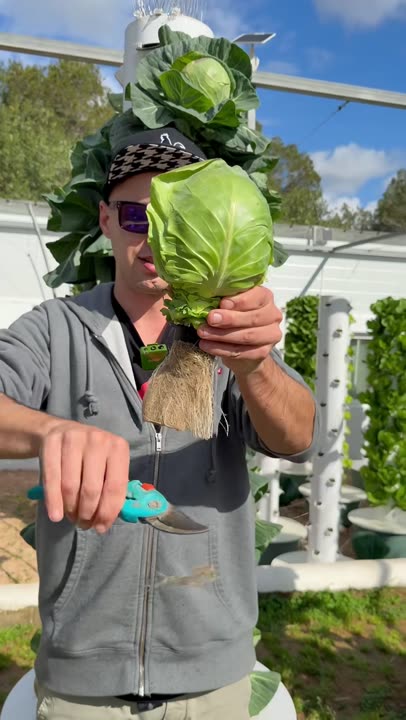 This vertical farming method allows you to grow hundreds of different crops without the use of soil. The plants are irrigated intermittently with a mineral nutrient solution for a total of just 4.8 hours per day. That means the roots spend around 80% of the time suspended in air, with direct access to oxygen. The combination of water, nutrients, and oxygen creates ideal growing conditions, allowing plants to absorb nutrients more efficiently and resulting in faster growth and larger harvests. Every crop on these towers, from leafy greens and herbs to tomatoes, peppers, cucumbers, and eggplants, is grown using the same mineral nutrient solution, the same dosage, and the same irrigation schedule. #farming #agriculture #gardening #hydroponics #aeroponics